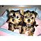 Wow-teacupyorkie-puppies-available-now-for-free