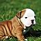 Potty-trained-english-bulldog-puppies-for-rehoming