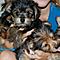 Cute-and-adorable-yorkie-puppies-to-loving-homes