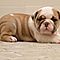 Cute-english-bulldog-puppies-available-email-jglgog-yahoo-com