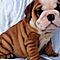 Beautiful-english-bulldog-puppies-available-now