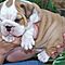 Palyful-english-bulldog-puppies-for-adoption