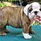 Grgeous-english-bulldog-puppies-for-adoption